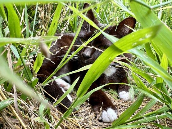Brown & white tuxedo cat sleepily laying in deep grass