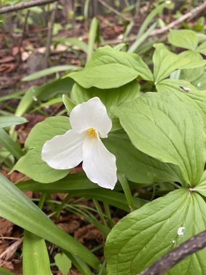 A small white three-petal flower surrounded by green leaves