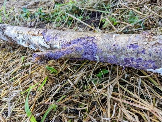 Small rain tree log lying on slashed grass, with patches of white and purple lichen