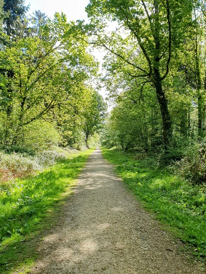 A gravel track through mixed woodland, with shadows cast by trees newly in leaf