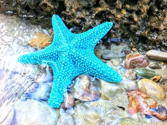 Beautiful blue star fish