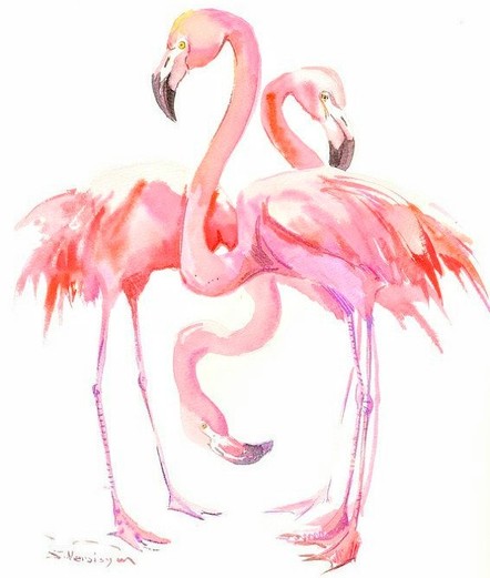 Two pink pelicans