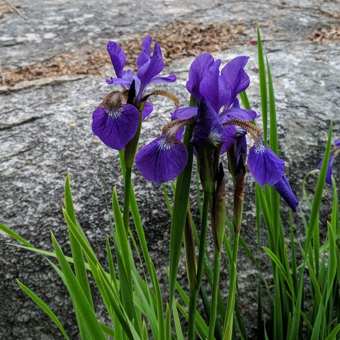 A cropped photo of Iris sanguinea. It is sort of purple colored, has some tiger stripe looks on the petals where they attach, the buds have blood red color to them and thus the name blood iris. The background is solid granite exposed bedrock