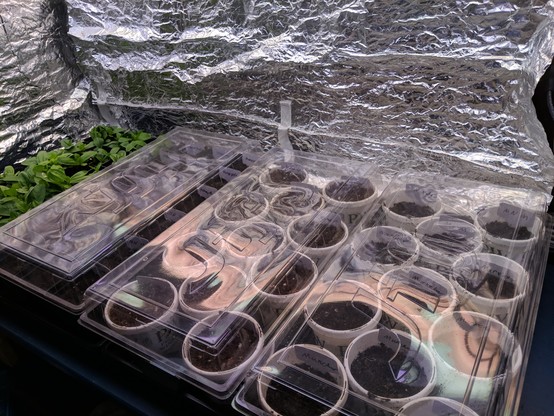 All the seeds pushed in, covered up, watered, and the clear plastic tops that don't seal at all on any of these pots placed on top. The lighting is dimmer because the LED grow light timer is off and they are illuminated by the much weaker fluorescent tube lamps that were turned on to see.