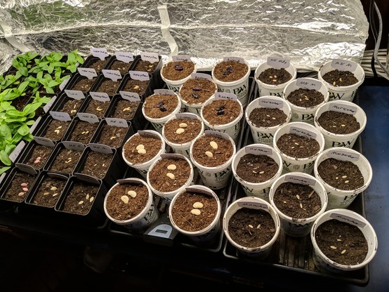 A photo of 40 tall pots, 22 of them round and 18 of them square, in 3 1020 trays. They plant tags to identify and the correct seeds placed in each one. There is a tray of 18 medium sized zinnias on the far left.