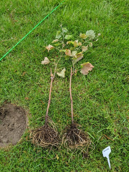 A photo of two Thomcord grape cuttings that have been rooted and grown in pots for months. The roots are visible and numerous on the bottom 6 inches of the cuttings.