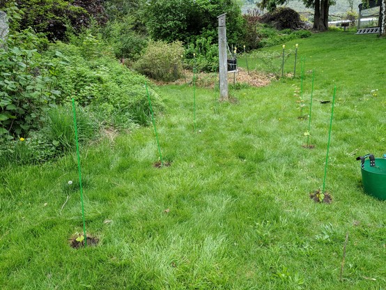 A photo showing where 8 grape cuttings were planted. There is a green stake next to each planting, beyond them are blackberries and blue berries and to the left is blackcaps and invasive things and grass and trees. Between the grapes and blackberries there is a wood post with a wren nesting box on it.