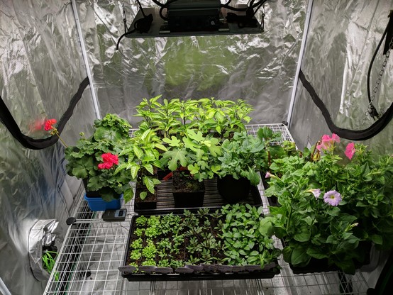 A photo of what's in the grow tent. Blooming red geranium on the left, pink and redish-pink petunia on the right, and various flowers, peppers, fig tree, and currant cuttings. There are two 100 watt led grow light panels above the plants.