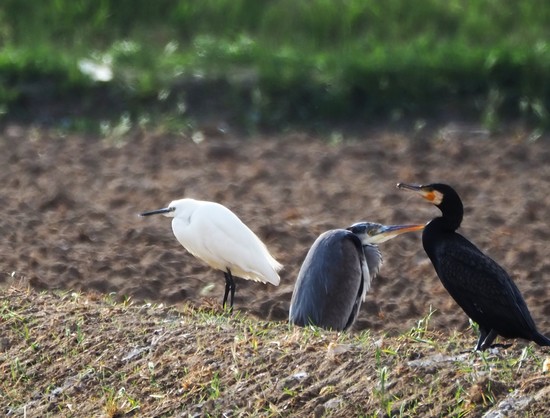 Vemos juntas, como si estuviesen posando, tres tipos de aves. A la izquierda la blanquisima garceta común, en medio la garza real con sus tonos grisáceos y a la derecha el cormorán grande, negro con pequeños toques amarillos debajo de su pico. 