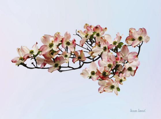 A branch of beautiful pale pink flowers dogwood blossoms against a soft gradient background, suggesting the fresh beginnings of spring. Delicate petals with hints of pink and white are open to reveal a cluster of bright green centers.