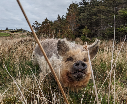 A wild looking, hairy, and tan-coloured domestic pig on rough grazing at the west coast of Scotland. The pigs stands in a field full of rushes, the dead stems of which match the colour of its coat at this time of the year, with windswept pines to the right and a small crofting house in the distance.