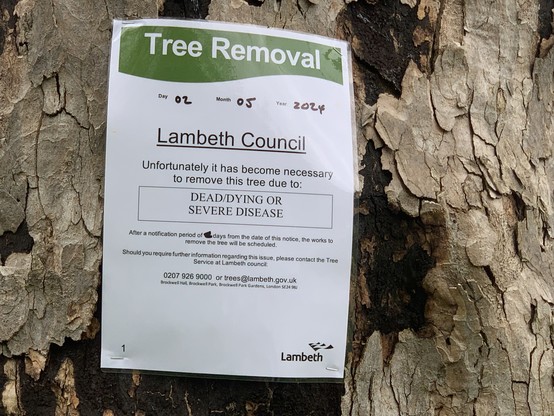 Sign plastered on a tree trunk saying “Lambeth Council- Unfortunately it has become necessary to remove this tree due to Dead/Dying”