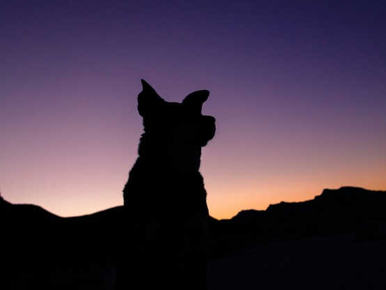 Photo of a dog in silhouette  against a purple sky