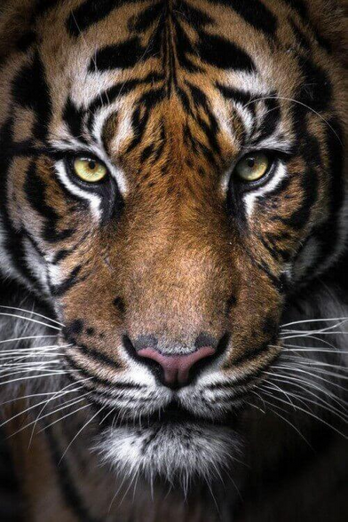 Original image: tiger staring at the camera.