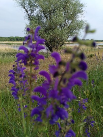 Durch die violetten Blüten einer Blume blickt man auf einen großen Weidenbaum, hinter dem die Oder fließt.