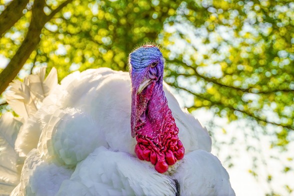 Puter Pü, ein geretteter weißer „Mastputer“ im Land der Tiere. Im Hintergrund sind Bäume zu sehen.