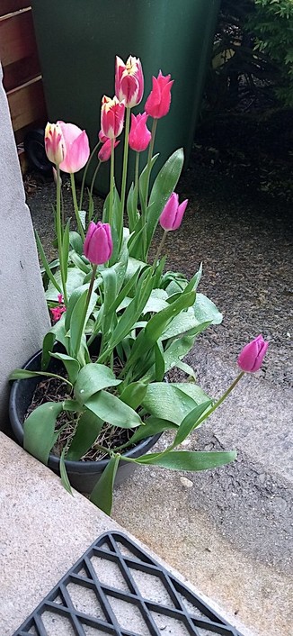 A variety of different coloured tulips in small planters on the front steps of my house.