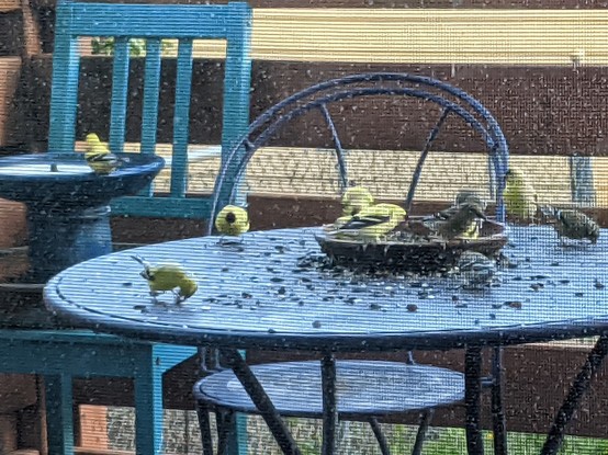10 goldfinches in various shades of yellow have created a giant birdseed mess on a round purple table. Most of the goldfinch are male and bright yellow, with a few females present like a weird dive bar ladies night.
