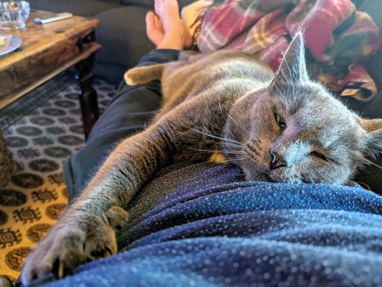 A grey cat is stretching out on top of the legs and belly of his slave, anchoring his position with a paw with the claws extended into the T-shirt and thin skin of said slave