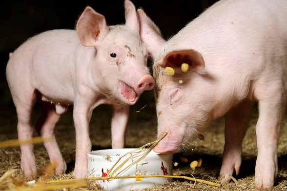Die Schweine Lulu und Pauline als kleine Ferkel kurz nach ihrer Rettung. Sie stehen auf Stroh und essen aus einer weißen Keramikschale.