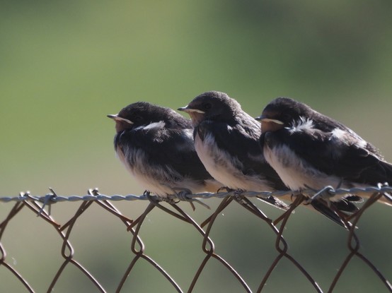 Tres polluelos de Golondrina Común están perchados en una valla metálica, esperando, obedientemente, a sus padres que van y vienen trayéndoles alimento.