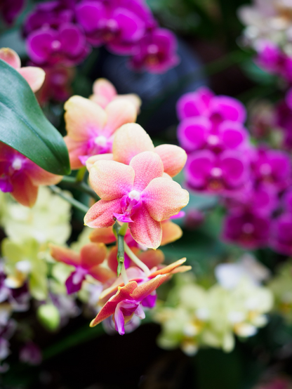 Orchidee 