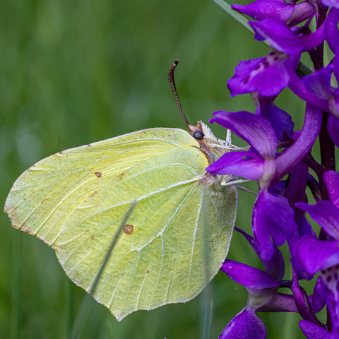 Schmetterling Zitronenfalter in hellem Gelb sitzt auf einer Orchidee Knabenkraut in kräftigem Violett. Es sind viele kleine Blüten an einem roten Stängel aufgereiht.