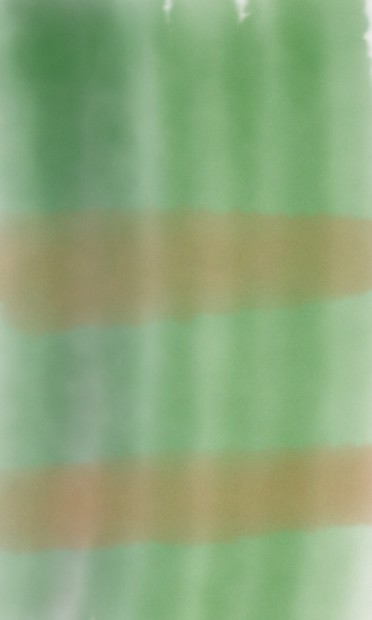 Arashiyama Bamboo Grove Forest