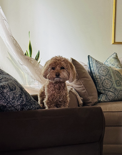 Jax