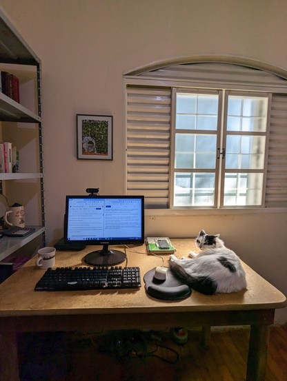 An office, with sunshine coming through a window's glass pane. There's a desk with a computer turned on, showing text being edited, a coffee mug on one side and a furry white cat with black marks on the other, lying next to the mouse pad.
