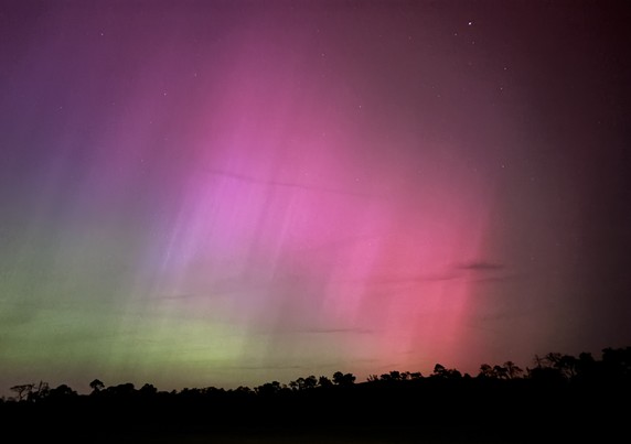 Polarlichter am Himmel. Farben von violett, rötlich bis grün. Silhouetten Bäumen zu sehen. Nachtaufnahme