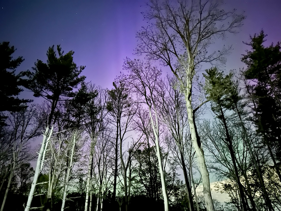 Aurora through the woods