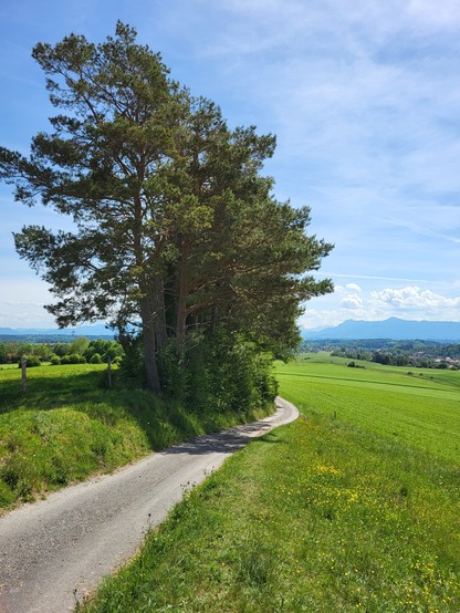A picturesque scene of a road cutting through a lush green field, with a majestic tree standing tall in the foreground. The landscape is bathed in the vibrant colors of nature, with the dominant colors being various shades of green. The sky above is a clear blue, adorned with fluffy white clouds. The image exudes a sense of tranquility and serenity, capturing the beauty of the outdoors. The tree in the field is the focal point of the composition, adding a touch of natural elegance to the rural …