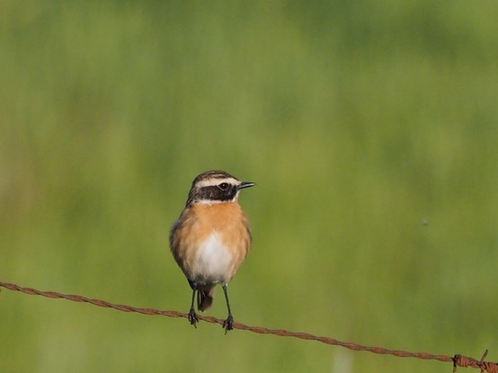 Tarabilla europea, con su bonito color anaranjado de su pecho, posado en un alambre de espino