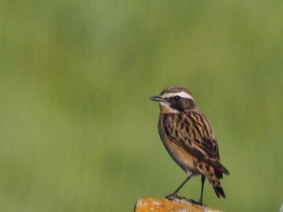 Tarabilla europea pisado sobre una madera. Se aprecian sus colores anaranjados, marrones y varios toques blancos en su cabeza y cuello.