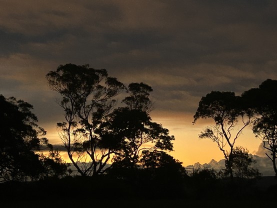 View of the evening sky behind the tree line 