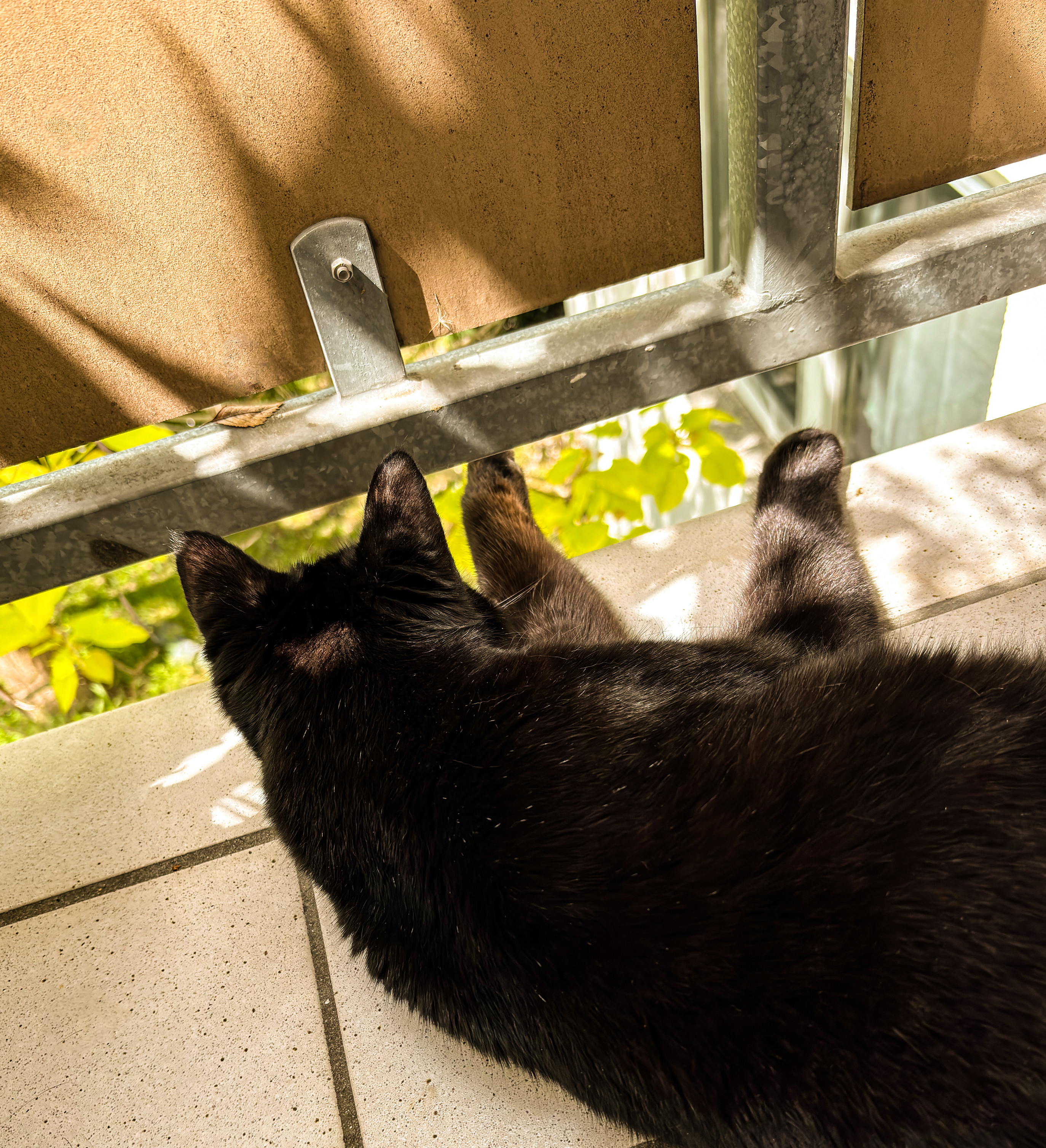 Motiv: Eine schwarze Katze, die von oben fotografiert wurde, liegt auf einer hellen Oberfläche und blickt durch eine metallene Balkonbrüstung nach draußen. 

Bildformat: Hochformat 
Genre: Tierfotografie 

Hintergrund: Draußen, teilweise verdeckt durch die Balkonbrüstung, sind grüne Pflanzen und ein unscharfer brauner Hintergrund zu erkennen. 

Farben: Schwarz von der Katze, Grau der Metallteile der Brüstung, Weiß bis Creme der Bodenoberfläche und Grün von den Pflanzen im Hintergrund.