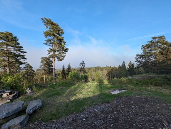 View from a hill top, green spruce trees contrast the blue sky and the coastal fog bank with the low sun rendering long shadows from behind me.