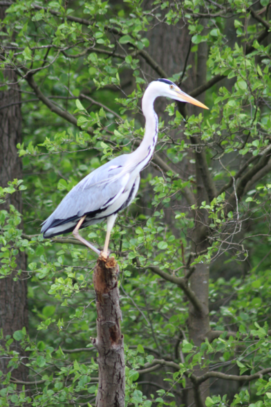 A heron standing on a branch. In the background trees at the lake riverside.