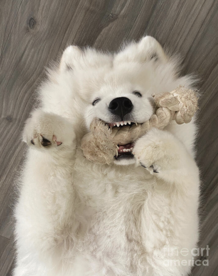 An adorable Samoyed puppy, in the height of his teething phase, happily chews on his well-loved chew rope. Much better than chewing on the furniture. Or our shoes!

Not created using Artificial Intelligence / AI.

https://lois-bryan.pixels.com/featured/teething-lois-bryan.html

#dogs #puppies #samoyed #samoyeddog #funny #cute #teething #photography #NotAi #LoisBryan 