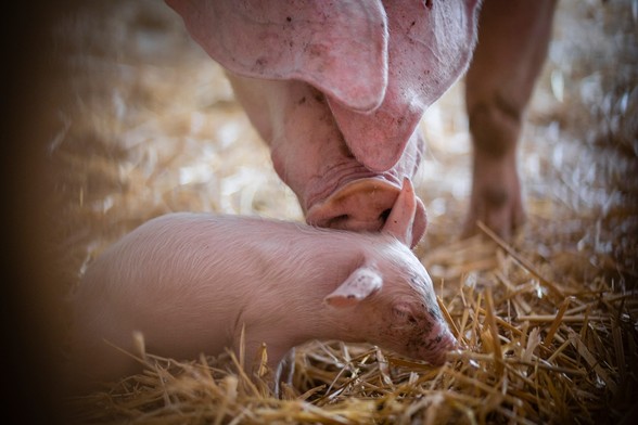 Schwein Hanna berührt eines ihrer Kinder mit ihrem Rüssel. Beide stehen auf Stroh.