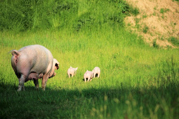 Schwein Hanna läuft mit ihren Ferkeln Willi, Hein & Pia über eine grüne Wiese im Land der Tiere.