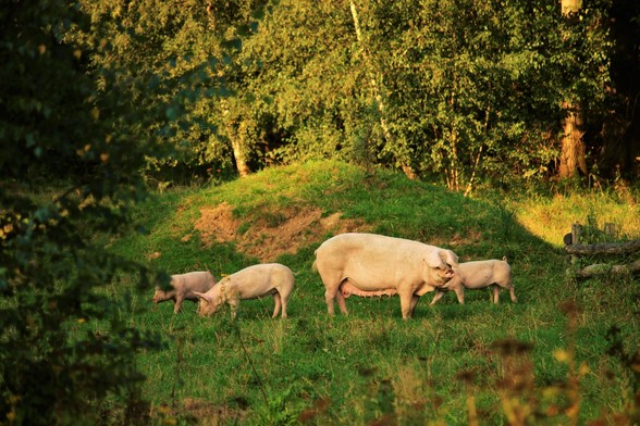 Schwein Hanna grast mit ihren Kindern Willi, Hein & Pia im Schweineland im Land der Tiere. Sie sind umgeben von grüner Wiese, einem Hügel und Bäumen.