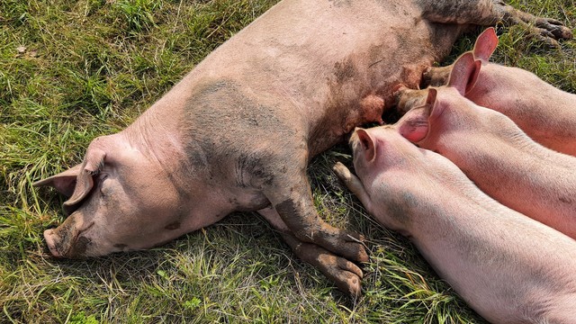 Die Ferkel Willi, Hein & Pia liegen auf dem Boden und trinken Milch bei ihrer Mutter Hanna, die auf der Seite auf einer Wiese liegt.