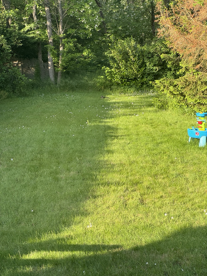 Tabby cat playing hide and seek in a garden 