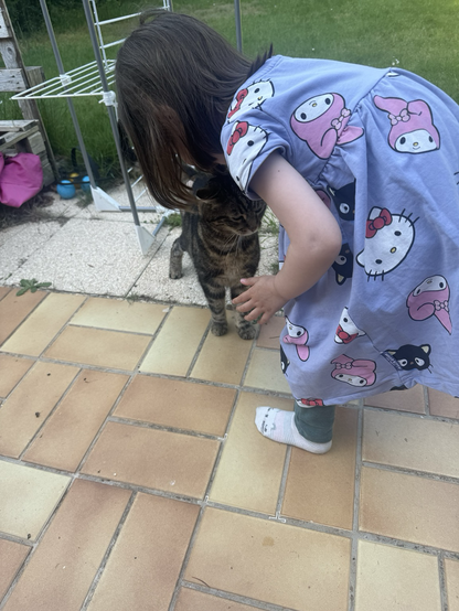Family cat being pet by toddler