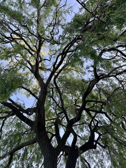 Weeping willow tree. 