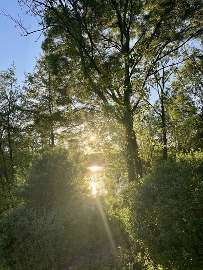 Sun beams coming through bushes and trees. Blue sky. 