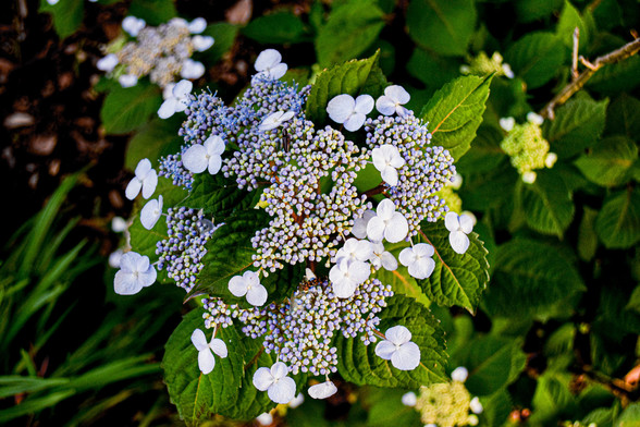 A close up photo of a small bouquet of flowers in the wild.  I don't know what species they are.  The blooms have 3 white leaves in a "shamrock" pattern.  There are hundreds of very tiny lavender nodules  mixed in with the blooms. 