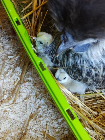 Kopf eine Henne mit schwarzem Puschel am Kopf. Darunter zwei hellgelbe Küken.
Man sieht noch den Rand der grünen Box und Stroh bzw. Holzeinstreu